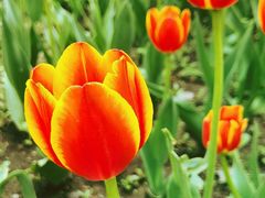 -长春公园(普阳街道)