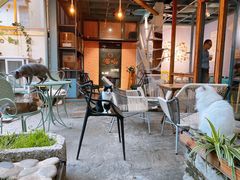 -喵屿·大理花园猫咖