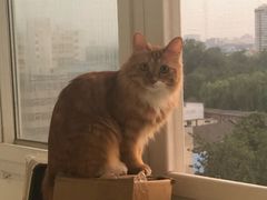 -北京观赏动物医院·24小时大型综合·猫专科·异宠专科