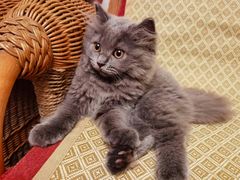 -东方名猫馆·英短金渐层布偶猫舍(环线广场1号楼店)