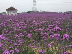-紫颐香薰山谷景区