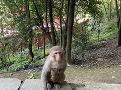 -黔灵山公园