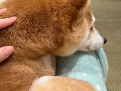 -逗柴咖啡屋·狗咖猫咖宠物桌游
