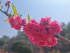 -南国桃园旅游度假区