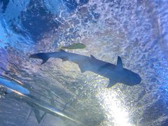 -太平洋海底世界