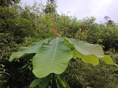 -武陵山森林公园