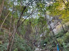 -大岭沟猕猴桃谷风景区