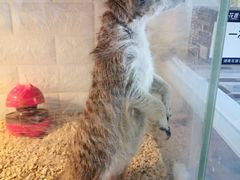 -平行世界·猫咖(首经贸店)