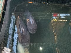 -蓝湾碧波·老字号·疍家非遗海上餐厅