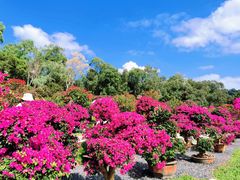-莲花山公园
