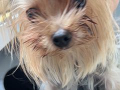 -伟伟宠物医院·CT影像中心·瑞派犬猫综合性门诊(汉口总院)