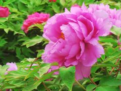 -莲花池公园