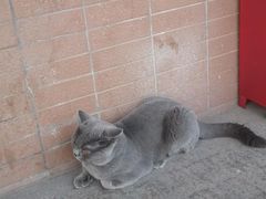 -纳吉亚猫专科动物医院(康都外科中心)
