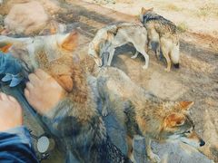 -鄂尔多斯野生动物园