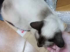-李小姐の猫咖啡馆(五角场店)