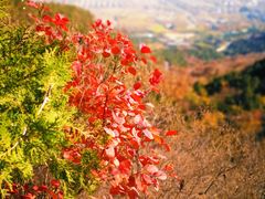 -北京西山国家森林公园