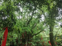 -西湖风景区十里琅珰-五云山