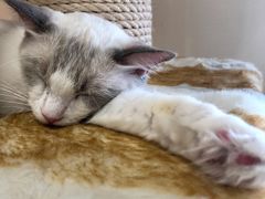 -藏猫猫咖啡主题馆(中央大道店)