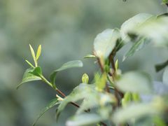-十八棵（老龙井）御茶园(老龙井店)