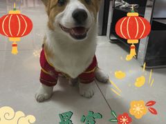 -宠福鑫康馨动物医院·骨科·眼科