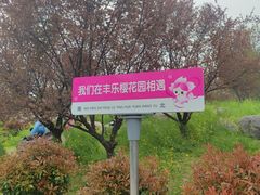 -古柏渡丰乐樱花园