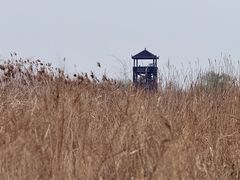 -盐城丹顶鹤湿地生态旅游区