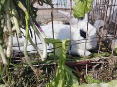 -大自然农场蔬菜草莓采摘园