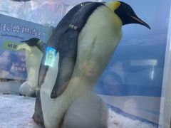 -珠海长隆海洋王国