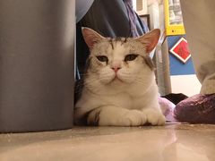 -平行世界·猫咖(首经贸店)