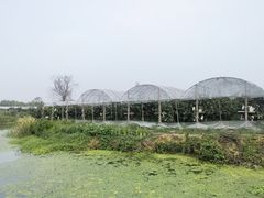 -马陆小张葡萄园农家乐