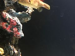-暹罗海洋世界