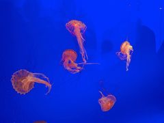 -上海海洋水族馆