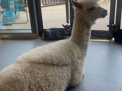 -FAIRYLAND龙族星球主题餐厅(凯丹广场店)