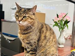 -龙华素斋(龙华路店)