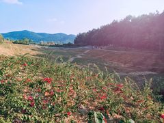 -洈水景区