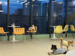 -怪兽屋·羊驼·猫咖·狗咖(俊华广场店)