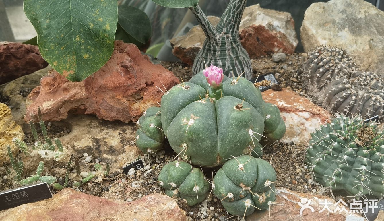 北京植物园的睡莲好美