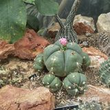 北京植物园的睡莲好美