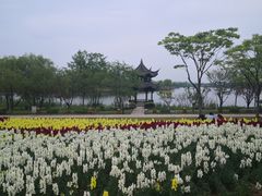 -杭州湾海上花田景区