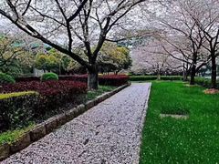 -武汉大学-樱园