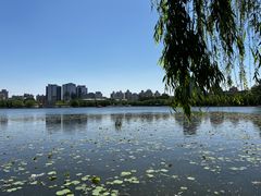 -莲花池公园