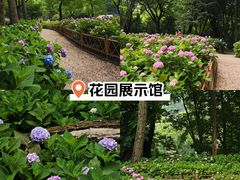 -上海共青森林公园