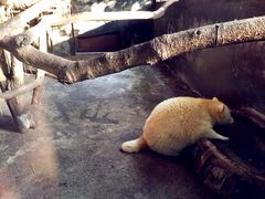 -清迈夜间动物园