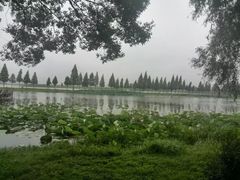 -洪湖生态旅游区