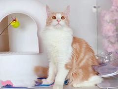 -糯米喵星人·撸猫猫舍咖啡馆(西市场嘉华店)