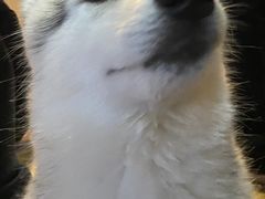 -Husky Go! 哈士奇体验馆·宠物咖啡厅狗咖