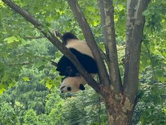 -卧龙中华大熊猫苑神树坪基地