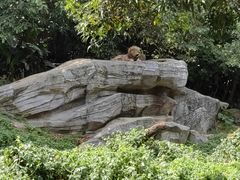 -广州长隆野生动物世界