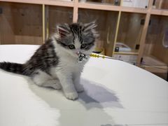 -爪爪喵星球·猫舍(卓悦中心店)