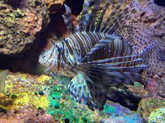 -上海海洋水族馆